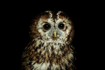 Tawny owl or brown owl (Strix aluco)
