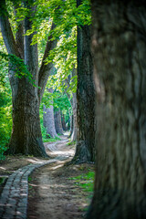 Allee mit gewundenem Pfad