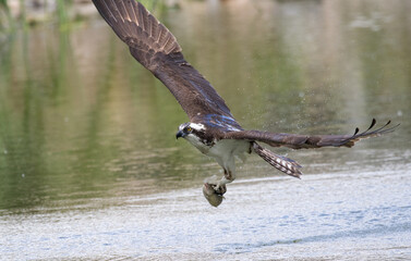 osprey in flight