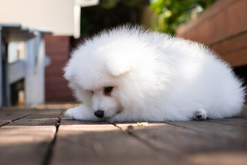 japanese spitz puppy at home