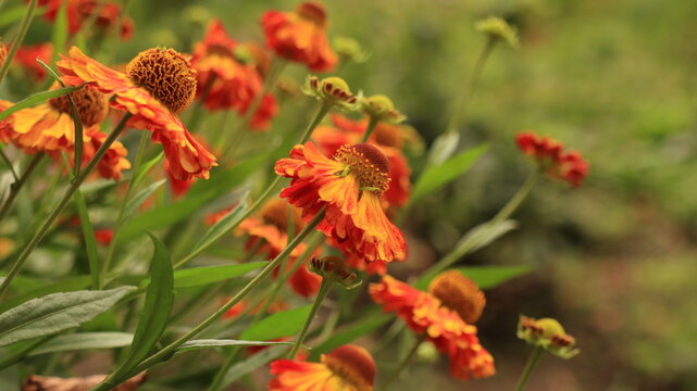 Orange rudbeckia in the garden. Fowers collection.