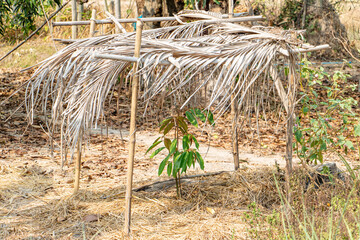 The small mango tree is protected by a shelter from palm leaves, Thailand.