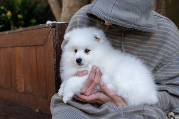 japanese spitz puppy at home