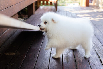 Fototapeta premium japanese spitz puppy at home