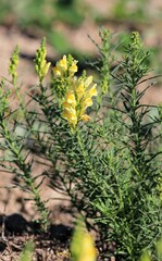 Yellow flowers of Linaria vulgaris in a meadow