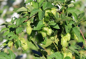 Fototapeta premium Common hops Humulus lupulus with fruit
