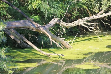 A tree trunk that fell into the swampy water
