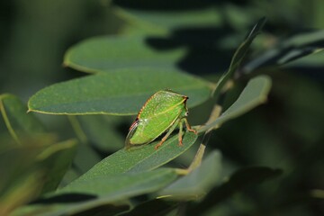 Cicada Stictocephala bisonia close up on a green leaf
