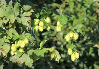 Common hops Humulus lupulus with fruit