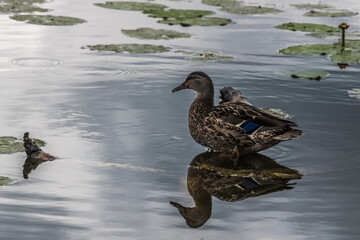 Reflection of a duck in a forest pond