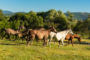 Naklejka na ściany i meble Herd of horses running in a field