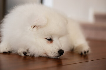 japanese spitz puppy at home