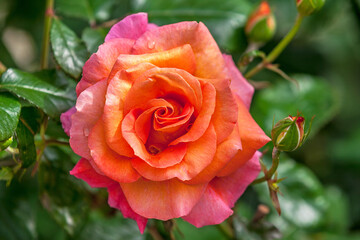 orange rose with water droplets