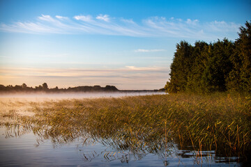 fog on the lake through green reeds at sunrise