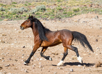 wild stallion wild horse