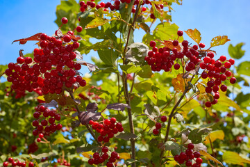 red viburnum berries on a branch
