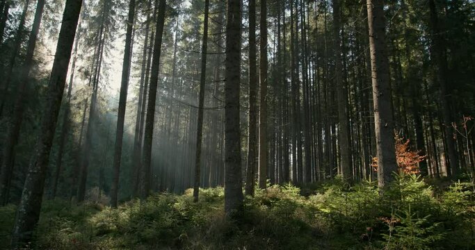 Dense evergreen forest with sun rays shining through trees