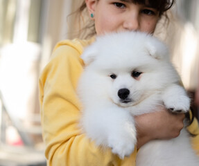 japanese spitz puppy at home