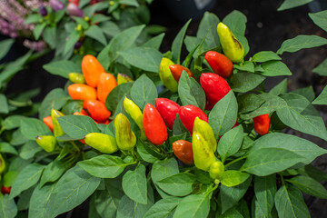 Red and orange peppers, Capsicum Annuum