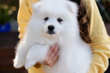 japanese spitz puppy at home