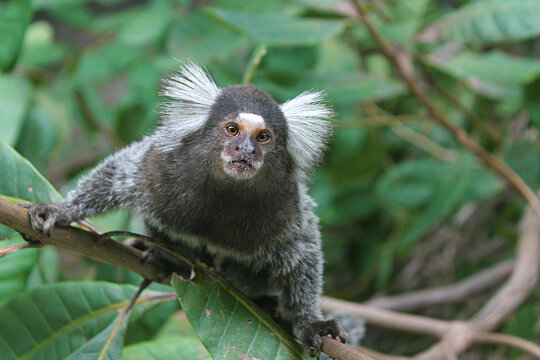 Macaco do sagui de Mico foto de stock. Imagem de pequeno - 27630008