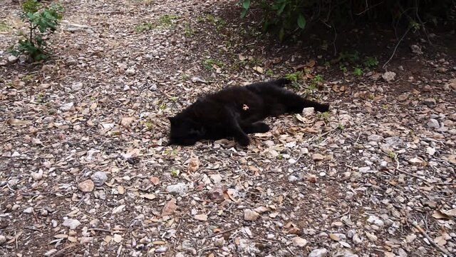 black raven on the ground