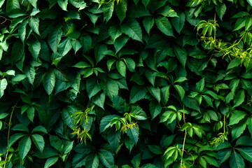 natural green background: a wall covered with a young climbing plant