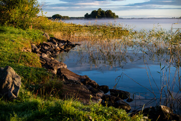 fog on the lake through green reeds at sunrise