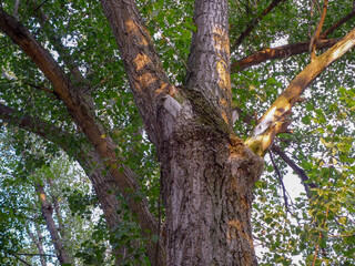 tree poplar in the park
