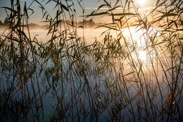 Obraz premium fog on the lake through green reeds at sunrise