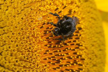 Close up Macro of Bumble Bee Pollinating British Sunflowers