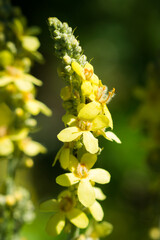 Verbascum lychnitis, of the figwort family (Scrophulariaceae)
