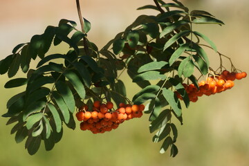 branch of a rowan tree