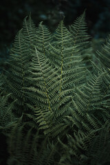 Dark moody view of fern leaves in a magic deep forest with high contrast and dark background perfect for nature wallpaper. Austrian Alps, Salzkammergut in Austria, Europe