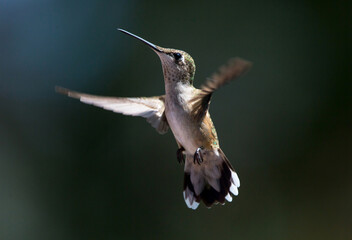 Female Ruby-Throated Hummingbird