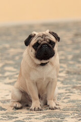 Obraz premium Adult dog pug on paving day
