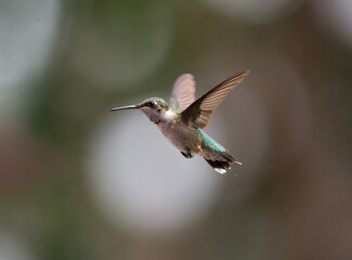 Immature Male Ruby-Throated Hummingbird