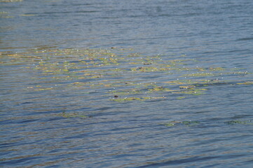 as águas de um belo e calmo lago azul com folhas verdes