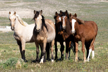 Obraz na płótnie Canvas herd of horses in field wild horses