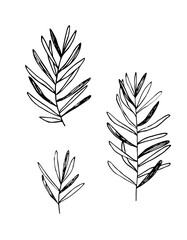Simple twigs, grass, plant with long leaves. Black outline, silhouette on white. Hand drawn vector illustration.