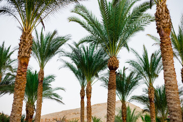 palm trees on the beach