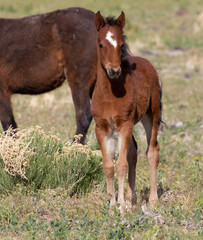  wild foal and mother