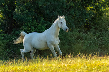 White horse, purebred running