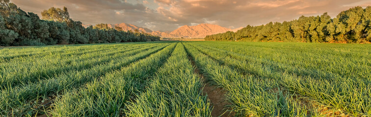 Agricultural field with ripe green onions. Advanced agriculture industry in desert areas of the Middle East - 374561072