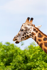 Giraffe closeup in front of the Wildlife Park Odessa Ukraine