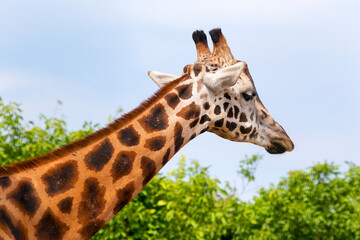 Giraffe closeup in front of the Wildlife Park Odessa Ukraine