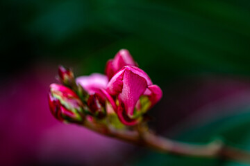 Pink and Red Oleander Flower from the Garden