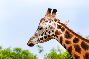 Giraffe closeup in front of the Wildlife Park Odessa Ukraine