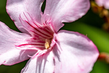 Naklejka premium Pink and Red Oleander Flower from the Garden