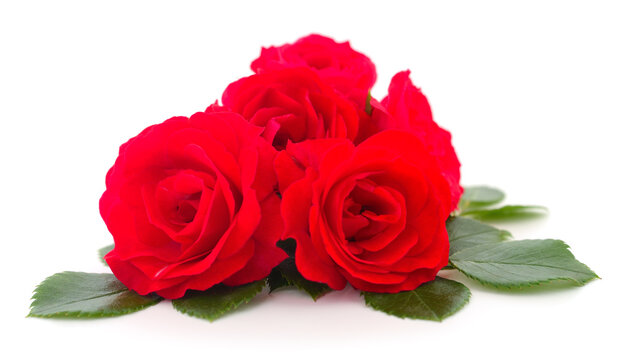 Beautiful red roses.